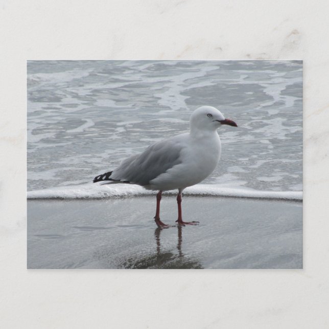 Seagull am Wasser Postkarte (Vorderseite)