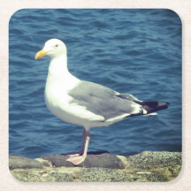 Seagull an der Bucht