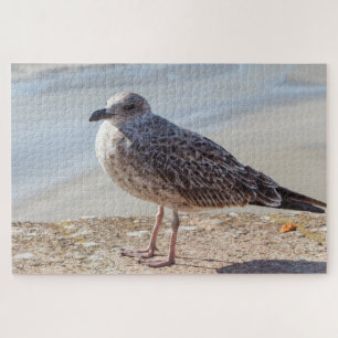 Seagull an der Wand