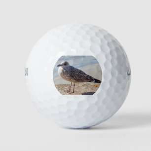 Seagull an der Wand Golfball