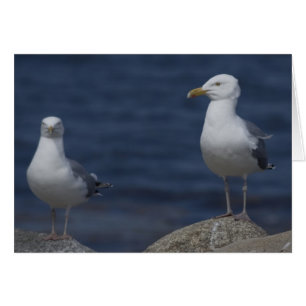 Seagull auf dem Felsen