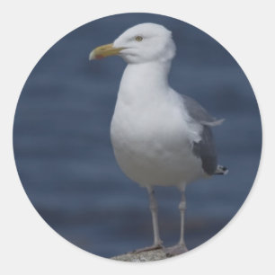 Seagull auf dem Felsen Runder Aufkleber