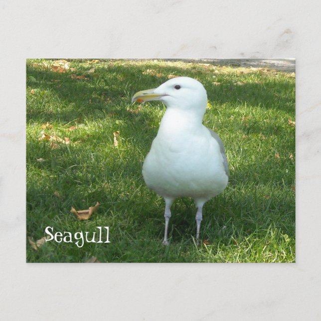 Seagull auf dem Gras Postkarte (Vorderseite)