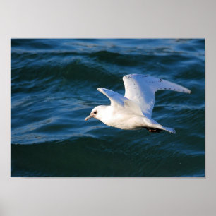Seagull auf dem Wasser Poster
