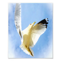 Seagull auf der Beach Bird Fotografie