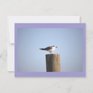 Seagull auf der Postkarte