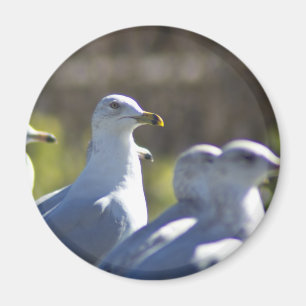 Seagull auf der Schiene Magnet