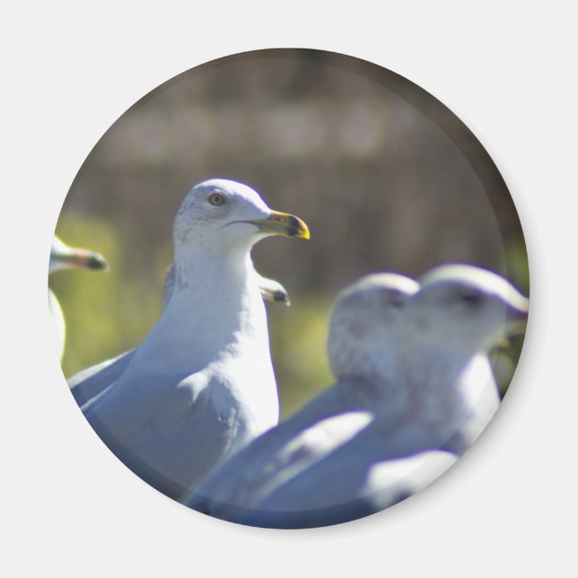 Seagull auf der Schiene Magnet (Vorne)