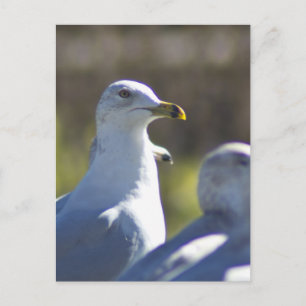 Seagull auf der Schiene Postkarte