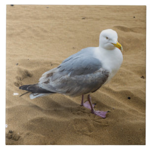 Seagull auf einem Foto der Keramik Fliese