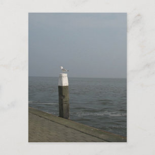 Seagull auf einem Holzpol Foto Postkarte