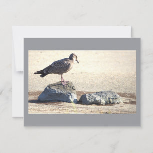 Seagull auf einer rocken Postkarte