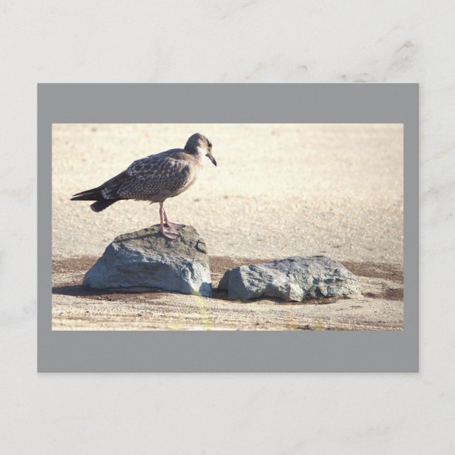Seagull auf einer rocken Postkarte (Vorderseite)
