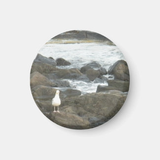 Seagull auf Felsen Magnet