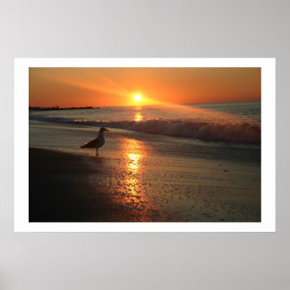 Seagull bei Sonnenaufgang Poster