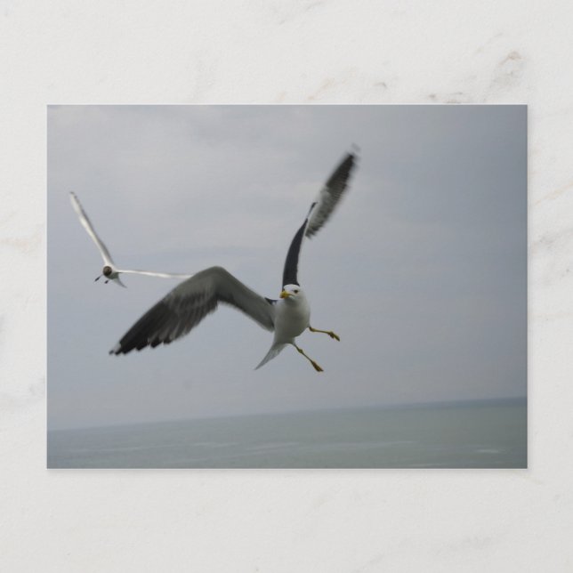 Seagull Bird Postkarte (Vorderseite)