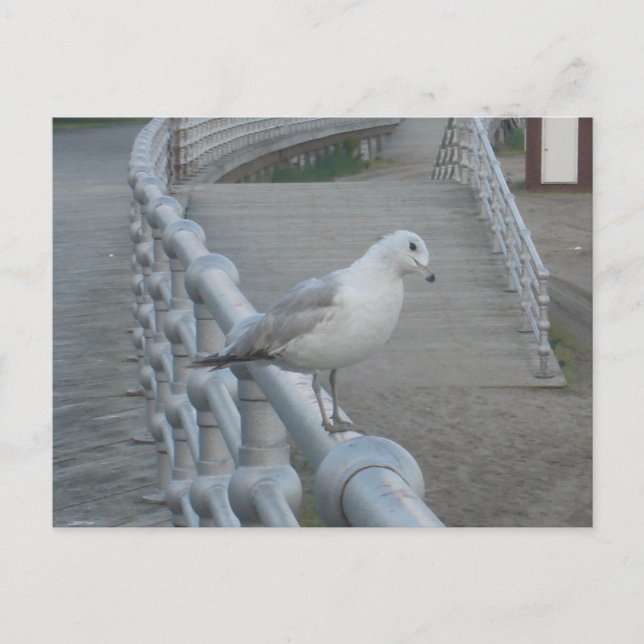 Seagull Bird Postkarte (Vorderseite)