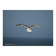 Seagull-Blätter