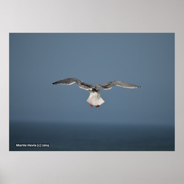 Seagull-Blätter Poster (Vorne)