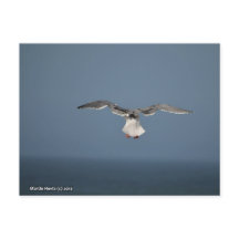 Seagull-Blätter Postkarte
