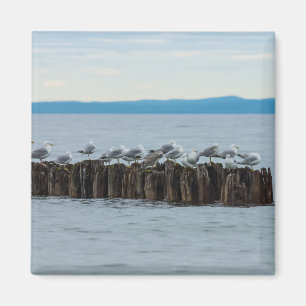 Seagull-Breaktime Magnet