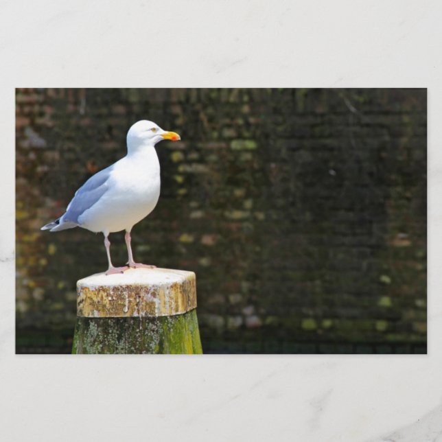Seagull Briefpapier (Vorderseite)