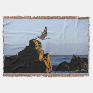 Seagull-Devices Decke