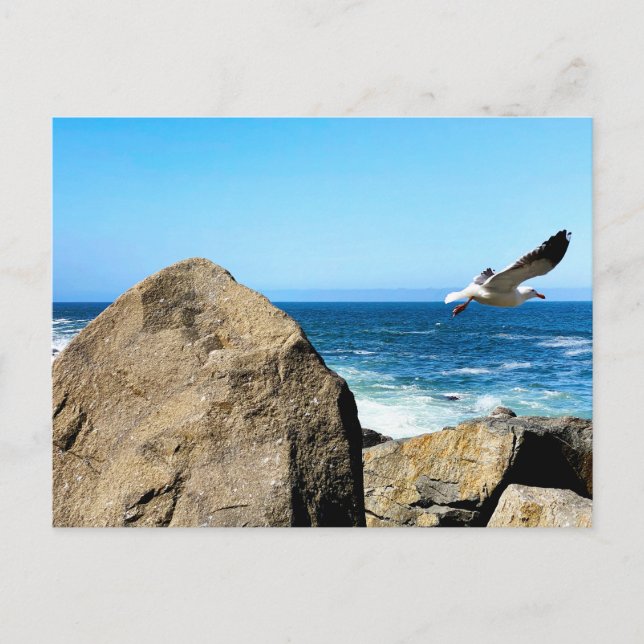 Seagull-Devices Postkarte (Vorderseite)