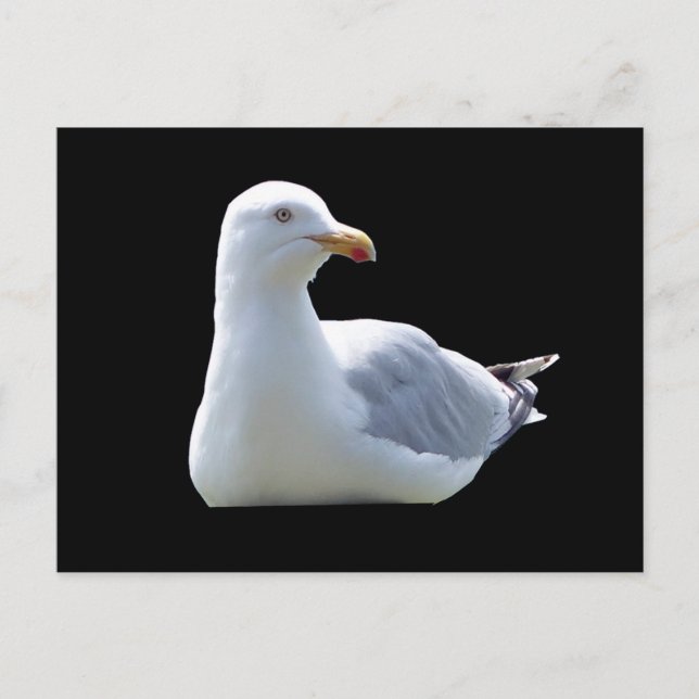 Seagull-Down Postkarte (Vorderseite)
