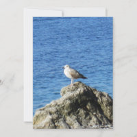 Seagull