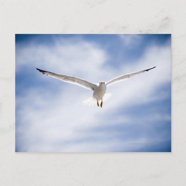Seagull-Flüge, Marokko Postkarte (Vorderseite)