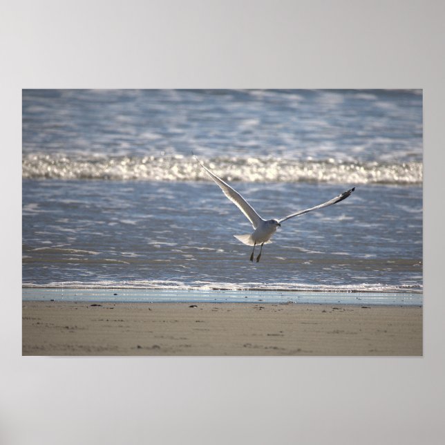 Seagull Flying Photo Poster (Vorne)