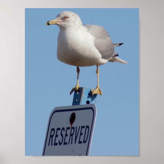 Seagull-Foto Poster (Vorne)