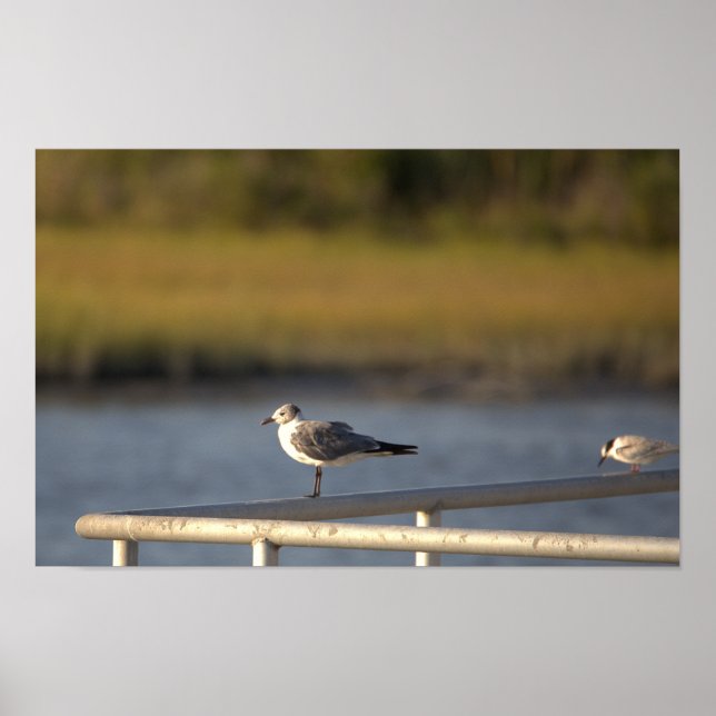 Seagull Foto Poster (Vorne)