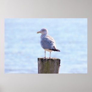 Seagull-Foto Poster