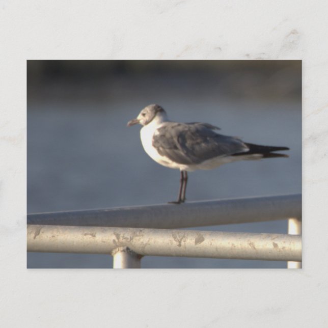 Seagull Foto Postkarte (Vorderseite)