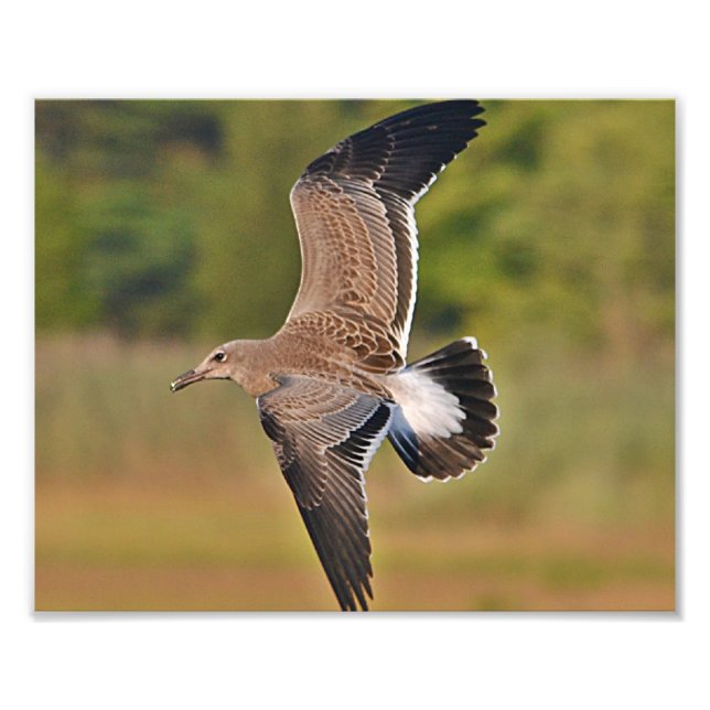 Seagull Foto Print (Vorne)