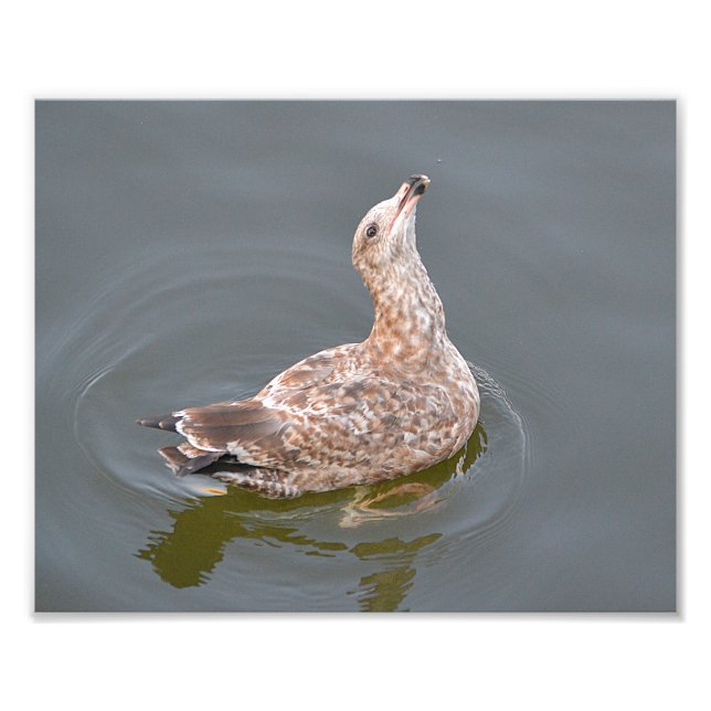 Seagull Foto Print (Vorne)