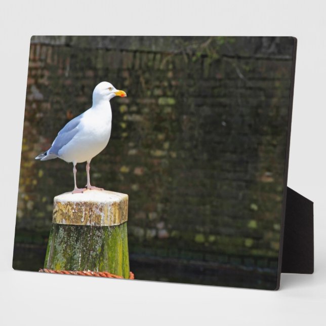 Seagull Fotoplatte (Seite)