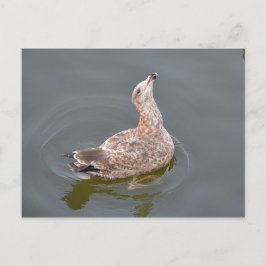 Seagull Gewartet Postkarte