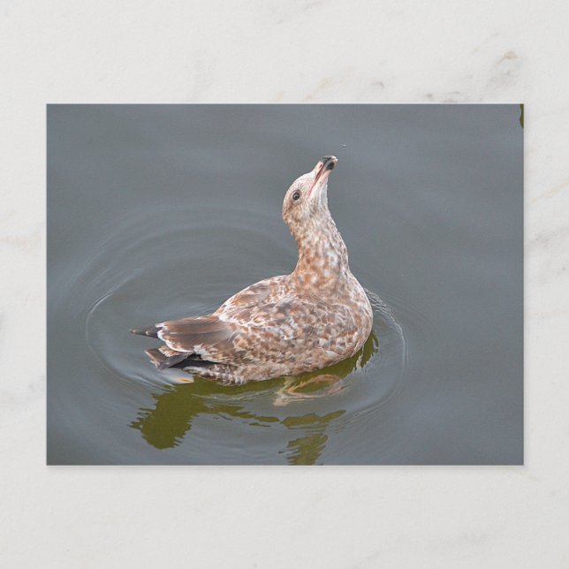 Seagull Gewartet Postkarte (Vorderseite)