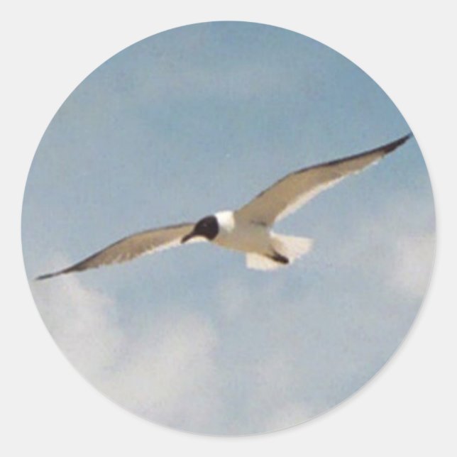 Seagull Gliding Sticker (Vorderseite)