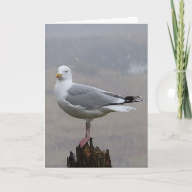 Seagull-Grüße Textkarte hinzufügen Karte (Vorderseite)