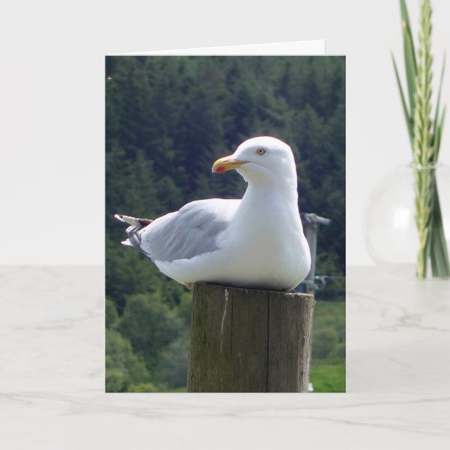 Seagull-Grüße Textkarte hinzufügen Karte (Vorderseite)