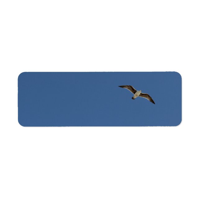 Seagull im Flug (Vorne)