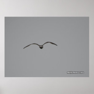 Seagull im Flug Poster