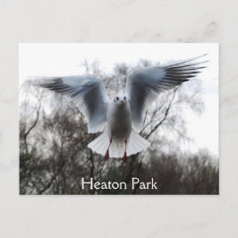 Seagull im Flug Postkarte