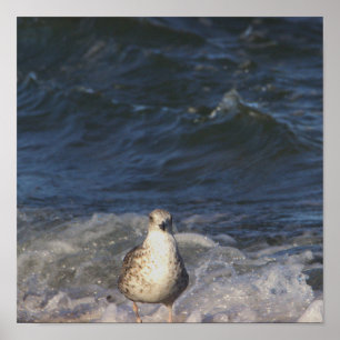 Seagull im Ozeanposter Poster