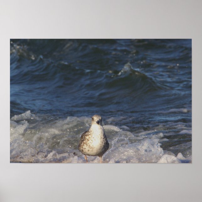Seagull im Ozeanposter Poster (Vorne)