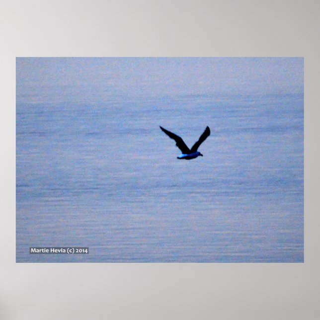 Seagull in Blau Poster (Vorne)